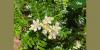 7/17/26 – NATIVE PLANTS FOR SALE FROM STATE FORESTRY AND WILDLIFE
