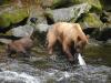 Grizzly Bear Management Returning to States
