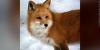 Health officials warn of rabid fox in Georgetown area