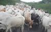 Digital livestock tracking at heart of Kenya's Sh1 trillion meat industry ambition
