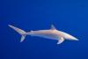 Costa Rica’s Silky Shark Trade Could Draw Scrutiny