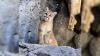 Cougar kitten named at Zoo Idaho in Pocatello