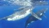 TAFOLĀ (HUMPBACK WHALE) SEASON IS APPROACHING IN AM SAMOA photo & caption