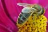 Saving our native Irish honeybee