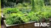 Gardening talkback: Tips for starting off a raised garden bed