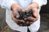 Utah forester hopes carbon-capturing soil supplement catches on in Sitka