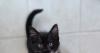Meet Danish, Minstrels, Milkyway, and Muller the cutest rescue kittens needing homes