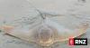 Porirua eagle ray deaths most likely caused by stormy weather, not exotic disease, MPI says