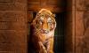 Rescued tiger airlifted to South African sanctuary