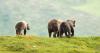Feds tap states for grizzly management
