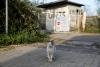 Cyprus’ buffer zone acting as ‘biodiversity refuge’