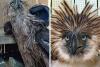 Philippine Eagle rescued in Bukidnon dies