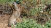 Iberian rabbit: species hidden by Spain and Portugal for 2 million years