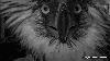 Philippine Eagle Sawaga-Dalwangan dies during rehab weeks after rescue