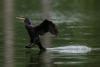 From near-extinction to overabundance: 'Chainsaw massacre': Europe mulls culls for fish-guzzling cormorant