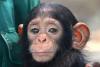 Baby chimp seized from wildlife trade in Republic of the Congo finds safety at sanctuary