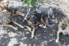 Dog Fleas in a Region of Colombia May Reveal Bacteria Unknown to Science