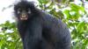 Scientists Just Discovered a New Monkey Species Hiding in the Congo Rainforest
