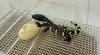 Guatemalan zoo breeds rare lizards in bid to save endangered species