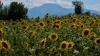Mount Olympus, home of ancient Greek gods, is a candidate for the World Heritage List