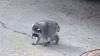 Jimothy, the Seattle raccoon, becomes internet's newest viral star: 'Officially Made it to the Big Leagues’