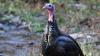 Report wild turkey and ruffed grouse sightings in Ohio