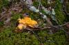 Latvia's mushroom haul a bit disappointing so far
