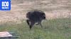 Meet 'Jimothy', the viral, short-spined raccoon who roams Seattle
