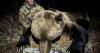 Penfield man finds passion and peace through hunting adventures