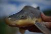 U.S. Fish and Wildlife Service Finalizes Rule Downlisting the Razorback Sucker