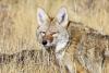 Colorado wildlife commission reduces number of fur-bearing animals trappers can kill, throws out ban on fur sales