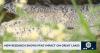 New research shows PFAS impact on Great Lakes