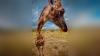 This nose-to-lens giraffe photograph earned a major award for its dramatic camera phone perspective