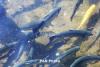 Armenia approves EU fish export registration rules