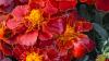 Could marigolds be the next superfood? Researchers think so.