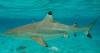 As top predators, sharks are vital to ocean health and don’t deserve bum rap