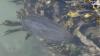 Delaware Wildlife: Sea walnut