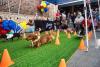 Bubba’s 33 in Tyler hosts successful inaugural Weenie Dog Races