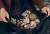 Fungal culture: Luxembourg farmers cultivate mushrooms in distinctly ingenious ways