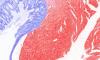 Nanophotonic slides add color to tissue samples