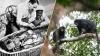 Science news this week: Gold tongues discovered in tombs, sugar found in space, a new monkey identified in the Congolian rainforest, and ancient impact crater 'geoguessed' by an amateur astronomer