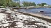 Govt exploring sargassum-to-biofuel opportunities – Straughn
