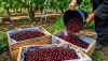 APEDA Facilitates First Export Of J&K’s Areko Cherries, Scentrose Plums To Singapore