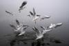 New Research: Why ‘Birds Of A Feather’ Is Terrible Advice