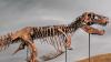 Record $50.1 million New York auction of T. rex fossil sparks debate over scientific access