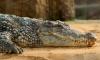 Israel planning to use crocodiles to guard Palestinian inmates
