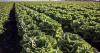 Taylor Farms pulls Mexico-sourced lettuce in response to cyclospora outbreak.
