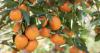 Can a small change to orange juice help save Florida citrus?