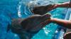 Meet ‘The Dolphin Mafia’ — How One Captive Dolphin Taught An Entire Tank To Swindle Fish From Scientists