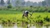India’s New Rice Carbon Market Needs a Farmer-Income Architecture